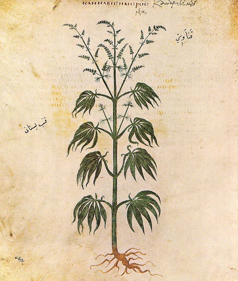 ancient cannabis painting.jpg